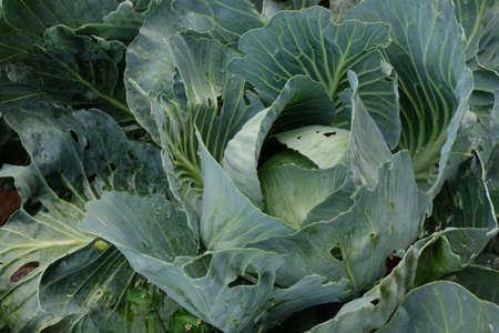 Cabbage heads, close up. Full Frame Shot Of Fresh Cabbage.