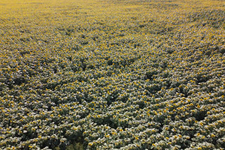 Sunflower field on a sunny day, aerial view. Farm field planted with sunflowers, agricultural...