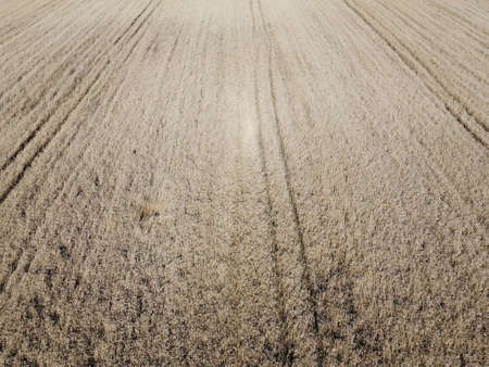 A bird's eye view of a field of ripe cereals. Agricultural landscape.