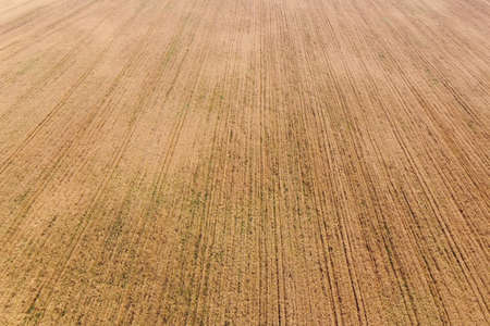 A bird's eye view of a field of ripe cereals. Agricultural landscape.の写真素材