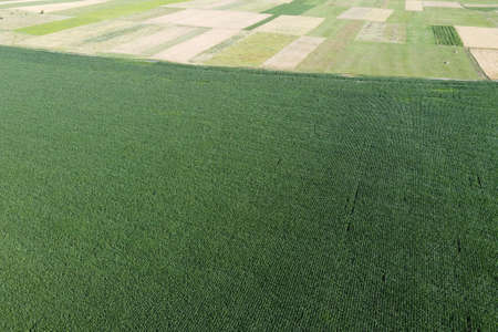 Farmfields from a bird's eye view. Crops of corn, landscape.