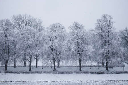Snow covered trees. Winter landscape, snowy blizzard.