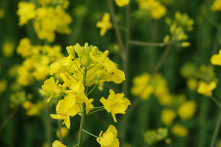 A stem of a blooming rapeseed, close-up. Yellow flowers.