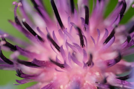 Purple flower of a mountain cornflower. Mountain cornflower bud, close-up. Macro image of a flower.の写真素材