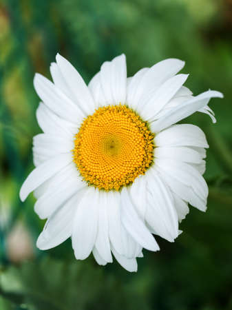 Chamomile flower, close-up. Chamomile or camomile is the common name for several daisy-like plants of the family Asteraceae.の写真素材