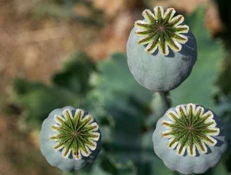 Opium poppy heads, close-up. Papaver somniferum, commonly known as the opium poppy or breadseed poppy, is a species of flowering plant in the family Papaveraceae.の写真素材