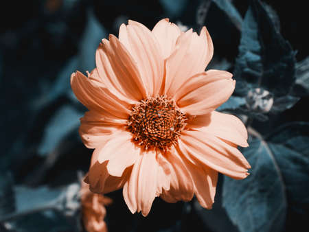 A single mountain arnica flower, close-up. Arnica is also known by the names mountain tobacco, leopard's bane and wolfsbane.の写真素材
