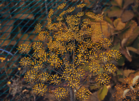Dill (Anethum graveolens) is an annual herb in the celery family Apiaceae. It is the only species in the genus Anethum. Dill flowers, close-up.の写真素材