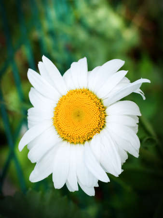Chamomile flower, close-up. Chamomile or camomile is the common name for several daisy-like plants of the family Asteraceae.の写真素材