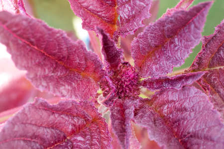 Amaranth plant, close-up. A plant with crimson leaves.の写真素材