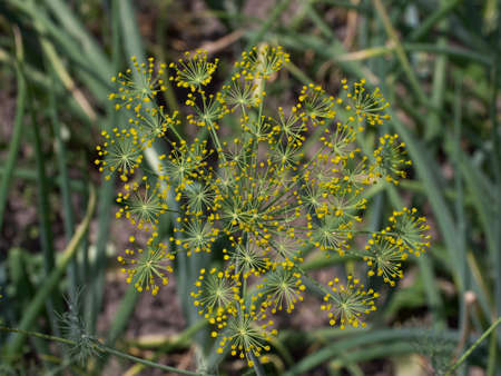 Dill (Anethum graveolens) is an annual herb in the celery family Apiaceae. It is the only species in...