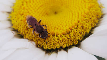 Little bee on a chamomile flower bud, close-up.の写真素材