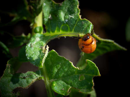 The Colorado potato beetle larva eats a potato leaf.の写真素材