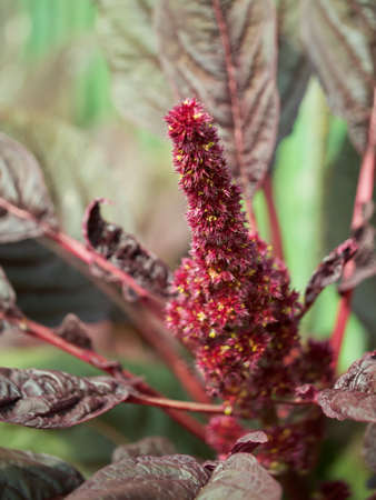 Bunch of crimson amaranth flowers, close-up. Amaranth inflorescence.の写真素材