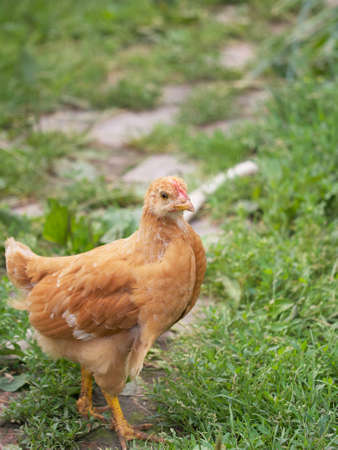 Single free brown hen grasing on green grass in summer sunny day. A small fledgling chicken walks freely among the grasses.の写真素材