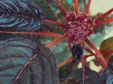 Leaves and flowers of crimson amaranth. Amaranthus is a cosmopolitan genus of annual or short-lived perennial plants. Most of the Amaranthus species are commonly referred to as pigweeds.の写真素材