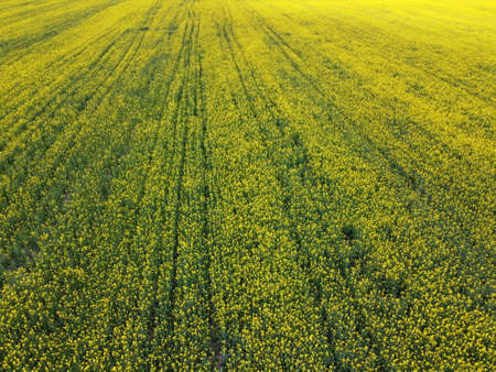 Rape seedlings on a farm field. Blooming rapeseed, top view.の写真素材