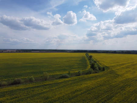 Picturesque rapeseed fields under a cloudy sky. Rape crops in a farm field, aerial view.の写真素材