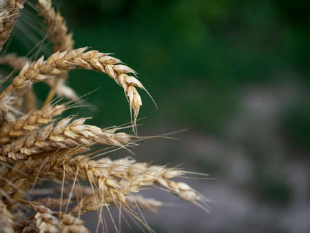 Ears of ripe wheat taken in close-up. Space for the text.の写真素材