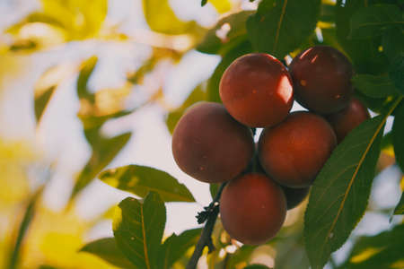 A few ripe cherry plum berries on a branch, close-up.の写真素材
