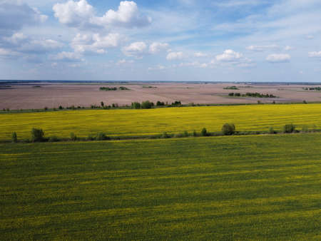 Picturesque rapeseed field under the blue sky. Farmland covered with flowering rapeseed, aerial view.の写真素材