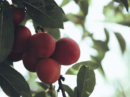 Ripe cherry plum on a branch, close-up. Fruit of a fruit tree.の写真素材
