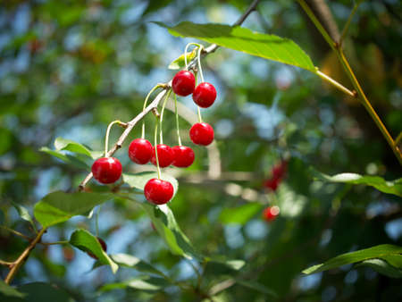 Ripe red cherries on a tree branch, a close-up shot.の写真素材
