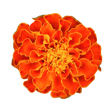 Marigold flower close-up. Orange marigold isolated on a white background.の写真素材