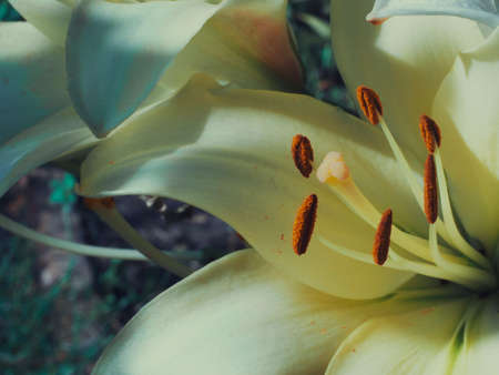 Pistil and stamens of a lily flower, macro photo.の写真素材
