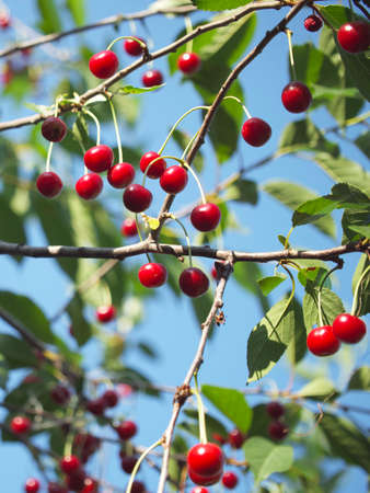 A lot of ripe cherries on a tree branch. Ripe red berries.の写真素材