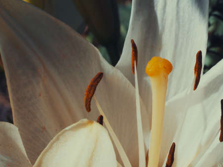 Pistil and stamens of a lily flower, macro photo.の写真素材