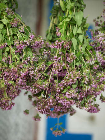 A bunch of oregano. Medicinal herbaceous plants close-up.