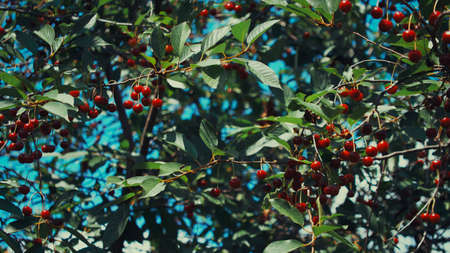 There are a lot of cherries on a tree branch in the home garden.の写真素材