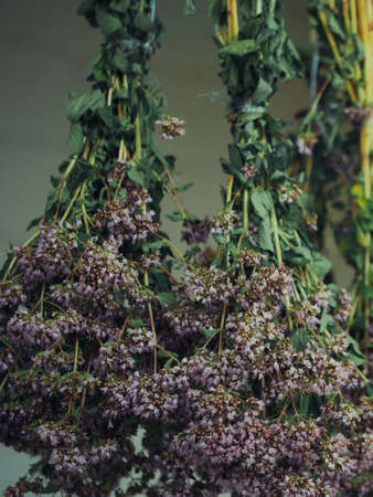 A bunch of oregano. Medicinal herbaceous plants close-up.の写真素材