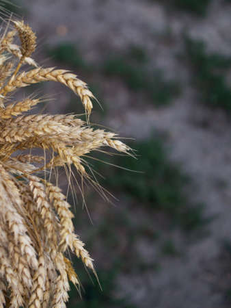Ears of ripe wheat taken in close-up. Space for the text.