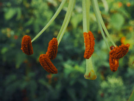 Pistil and stamens of lily covered with pollen, macro photo.