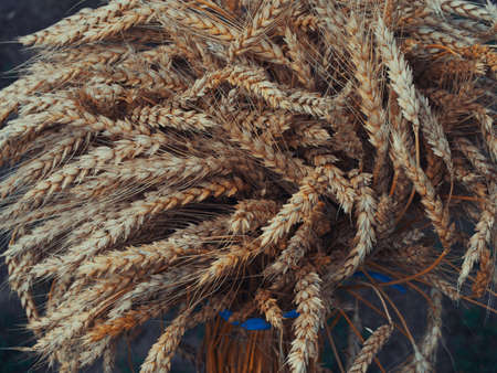 A sheaf of ripe golden wheat, close-up.の写真素材