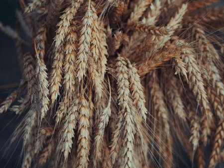 A lot of ripe wheat spikelets, close-up. Ripe cereals.