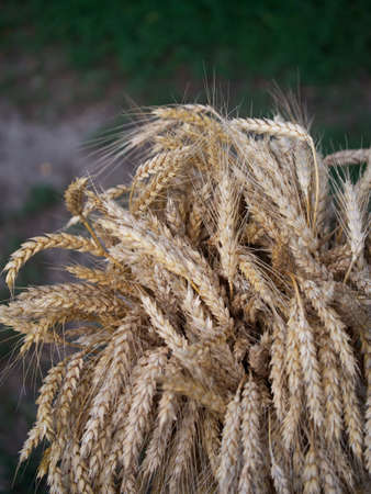 A lot of ripe wheat spikelets, close-up. Ripe cereals.