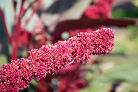 A bunch of flowering amaranth plant, red inflorescence. Amaranth close-up.の写真素材