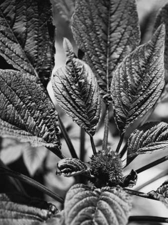 Amaranth flower and leaves, close-up. Amaranth any plant of the genus Amaranthus, typically having small green, red, or purple tinted flowers. Black and white.の写真素材