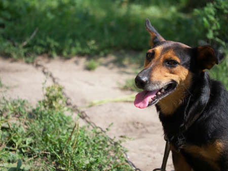 A small dog chained by a chain. Smiling dog. Portrait of a dog.