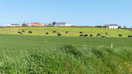 A village among the green Irish hills. Pastoral European landscape. Green farm fields on a sunny day. Natural Beauty of Ireland, West Cork. green grass field under blue skyの写真素材