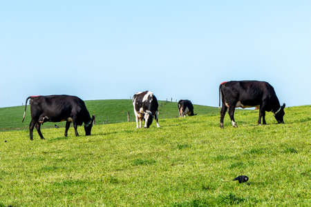 Free grazing cows on a sunny day. Clear blue sky over green hills. agricultural landscape. Black and...