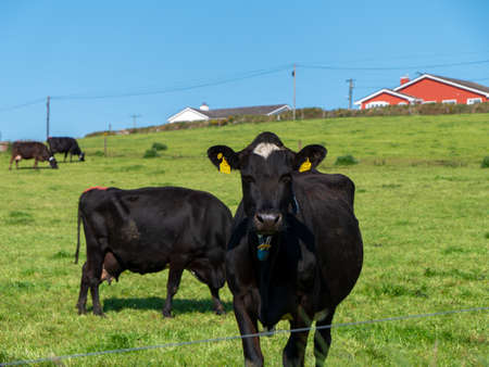 Portrait of a cow on a green farmers field on a sunny day. Cattle. A cow in a pasture with a weight on her neck, a cow on a green grass field.の写真素材