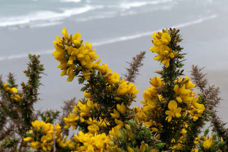 There are many beautiful yellow flowers on the background of an overcast sea. A plant with yellow inflorescences. plant close-up. yellow flowersの写真素材