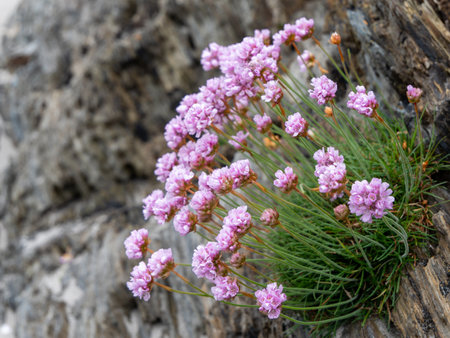 Small purple flowers growing, stones. A beautiful plant.の写真素材