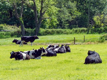 Several cows and a black bull lie on a green meadow on a sunny spring day. Cattle on free grazing. Ecological farm, landscape. Black and white cow lying on green grass fieldの写真素材