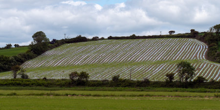 A farmfield on a hillside covered with agrofilm. agricultural landscape.