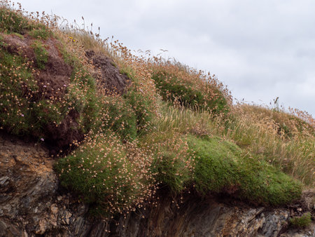 Beautiful wildflowers, common in the countries of Northern Europe. bushes of wild plants.の写真素材